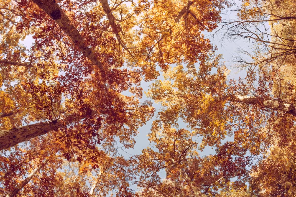 worm's eye view of trees in autumn