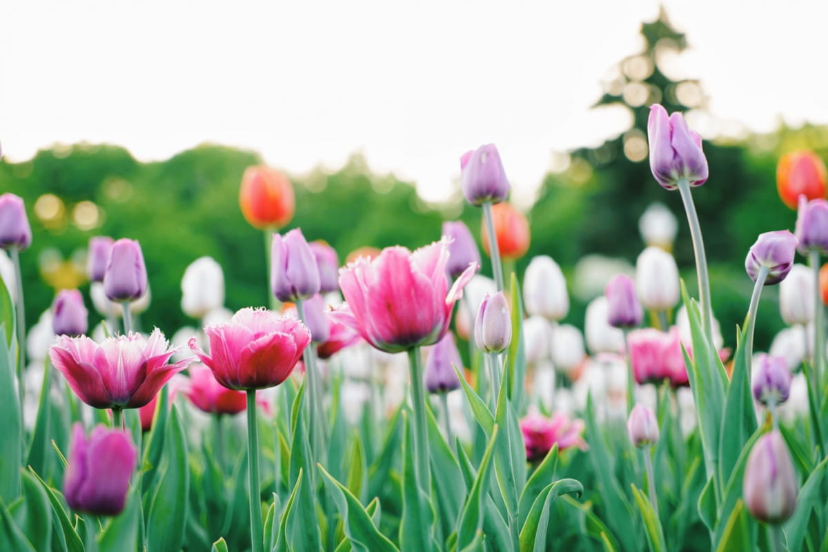 Tulips in a field