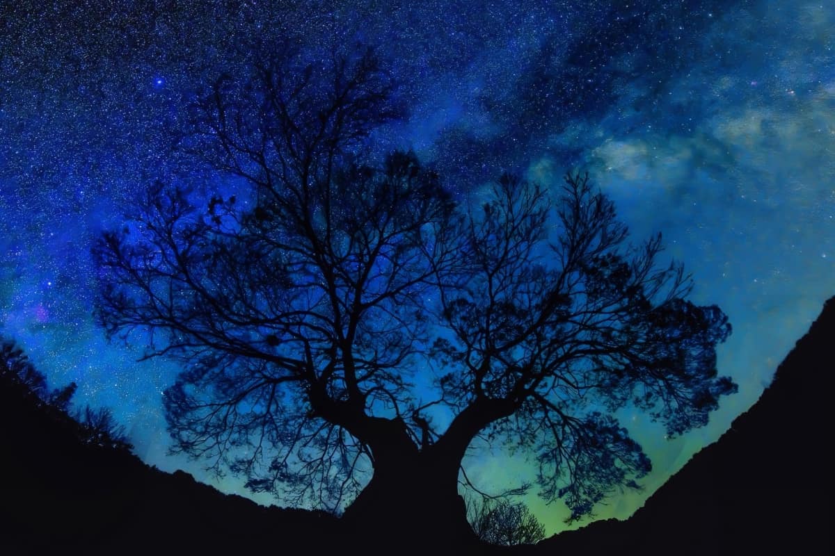 silhouette of tree against blue night sky full of stars