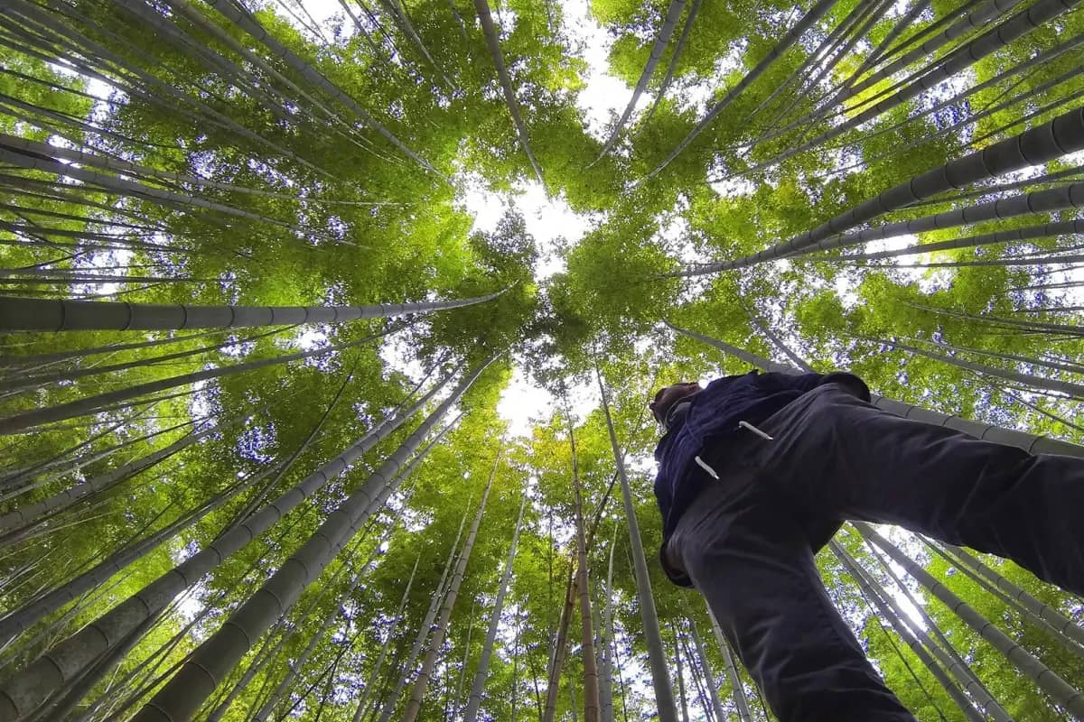 worm's eye view of man standing in forest with tall trees