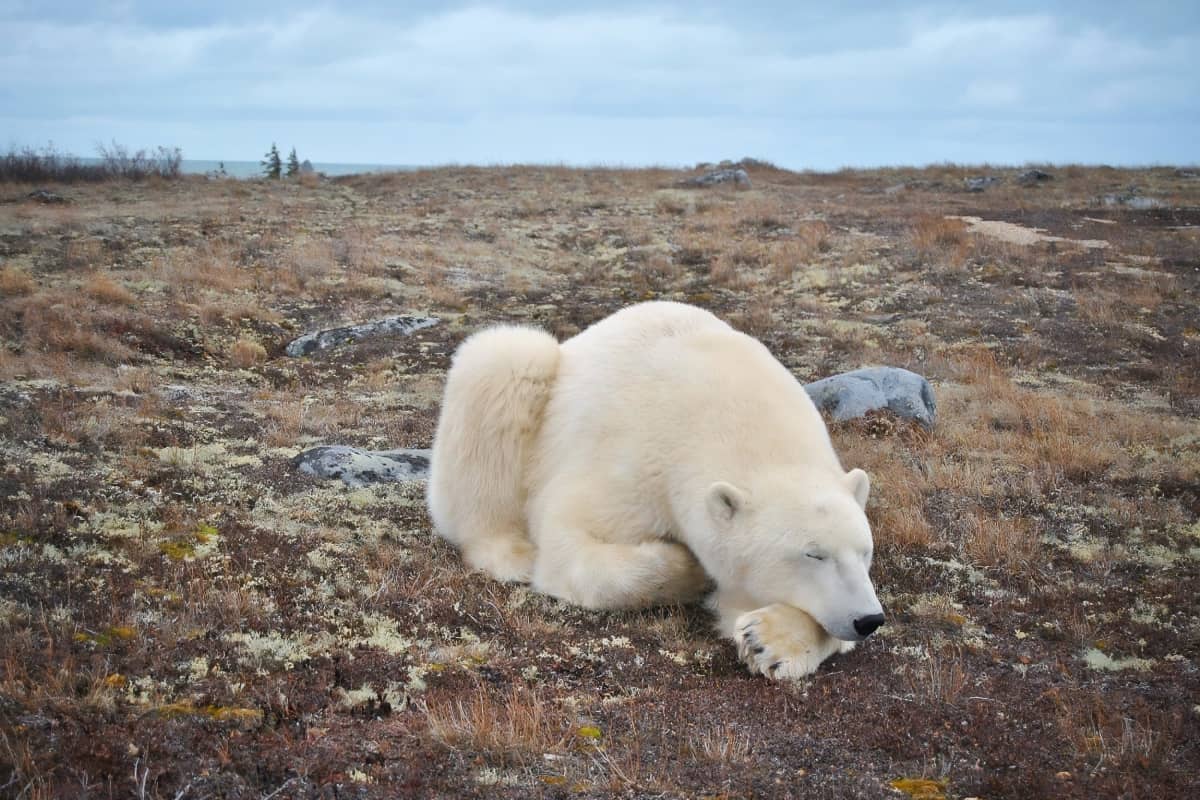 Polar bear sleeping