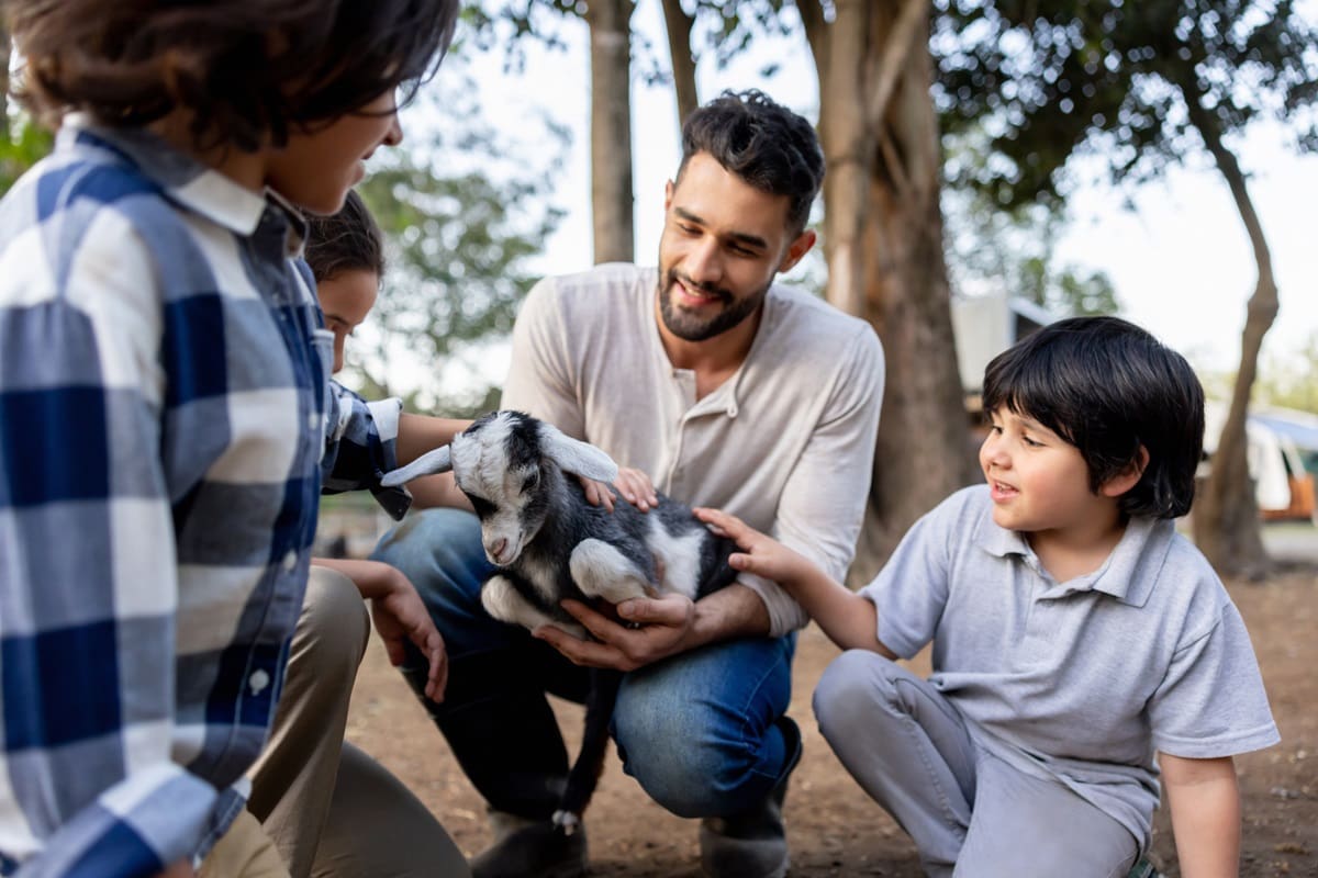 father teaching kindness by holding goat while children gentle pet it